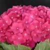 Hortensia Macrophylla Leuchtfeuer/pot De 3l - 20/40 Cm -Vert Jolie Soldes Boutique 63ed4918a8a0c1.22663369