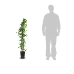 Clématite Armandii Snowdrift/pot De 6l - Tipi Bambou 90/150 Cm -Vert Jolie Soldes Boutique 63ed526f6af959.88319790