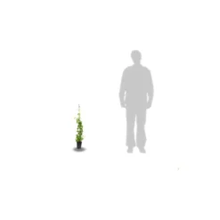 Chèvrefeuille Periclymenum Serotina/pot De 1,5l - Tuteur Bambou 30/60 Cm -Vert Jolie Soldes Boutique 63efe6562eac30.15111862