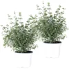 2x Eucalyptus Gunnii - Gommier - Arbuste - Persistant – ⌀17 Cm - ↕40-50 Cm -Vert Jolie Soldes Boutique 63f3b93fb32899.55593165