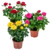 3x Mélange De Rosiers En Pot – Rosa – Patio & Plante D'intérieur – ⌀12cm – ↕20-30cm -Vert Jolie Soldes Boutique 63f3b946ae5568.69207720