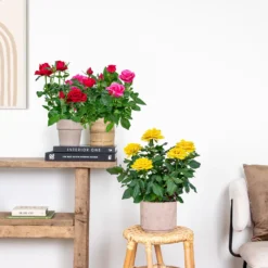 3x Mélange De Rosiers En Pot – Rosa – Patio & Plante D'intérieur – ⌀12cm – ↕20-30cm -Vert Jolie Soldes Boutique 63f3b946bd22a2.84993476