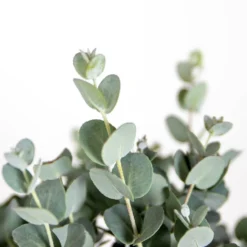 Eucalyptus Gunnii - Gommier - Arbuste - Persistant – ⌀17 Cm - ↕40-50 Cm -Vert Jolie Soldes Boutique 63f3b94e4d0619.39591712