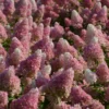 Hortensia Paniculata Vanille Fraise® 'renhy'/pot De 4l - 40/60 Cm -Vert Jolie Soldes Boutique 63f4b6a7afc244.92392315