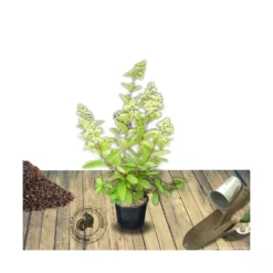 Hortensia Paniculata Sundae Fraise® 'rensun'/pot De 7,5l - 60/80 Cm -Vert Jolie Soldes Boutique 63f4b6a93e5226.61367225