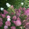 Hortensia Paniculata Sundae Fraise® 'rensun'/pot De 7,5l - 60/80 Cm -Vert Jolie Soldes Boutique 63f4b6a9545f46.81815009