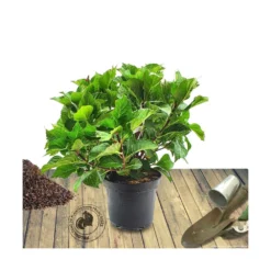 Hortensia Macrophylla Rouge/pot De 4l - 40/60 Cm