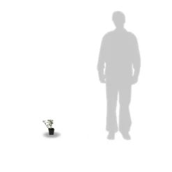 Hortensia Aspera Sargentiana/godet - 5/20 Cm -Vert Jolie Soldes Boutique 63f4b9b3cb0404.24792586