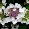 Hortensia Aspera Sargentiana/godet - 5/20 Cm -Vert Jolie Soldes Boutique 63f4b9b3d07839.85242316