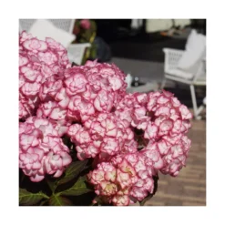 Hortensia You&me® Miss Saori 'h2002'/pot De 4l - 40/60 Cm -Vert Jolie Soldes Boutique 63f4b9c53c8568.04580778