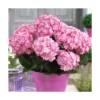 Hortensia You&me® Miss Saori 'h2002'/pot De 4l - 40/60 Cm -Vert Jolie Soldes Boutique 63f4b9c5476631.13398440