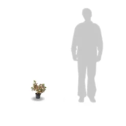 Hortensia Paniculata Kyushu/pot De 4l -Vert Jolie Soldes Boutique 63f4bb00570ec7.14025646