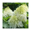 Hortensia Paniculata Silver Dollar/pot De 4l - 40/60 Cm -Vert Jolie Soldes Boutique 63f4bb03b76d58.54859328