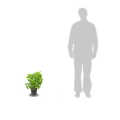 Hortensia De Virginie Arborescens Pink Annabelle®/pot De 4l - 40/60 Cm -Vert Jolie Soldes Boutique 63f4bb0520f0f3.99092342