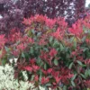 Photinia X Fraseri Red Robin/pot De 5l - 80/100 Cm -Vert Jolie Soldes Boutique 63f4bba97310c6.06441377