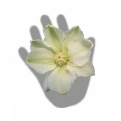 Clématite Guernsey Cream/pot De 3l - Echelle Bambou 60/120 Cm -Vert Jolie Soldes Boutique 63f4ced88baef3.65976902