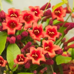 Bignone Capreolata Atrosanguinea/pot De 1,5l - Tuteur Bambou 30/60 Cm -Vert Jolie Soldes Boutique 63f4cef710d0e6.83953406