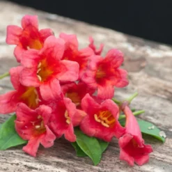 Bignone Capreolata Atrosanguinea/pot De 1,5l - Tuteur Bambou 30/60 Cm -Vert Jolie Soldes Boutique 63f4cef7186c97.26425340