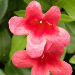 Bignone Capreolata Atrosanguinea/pot De 1,5l - Tuteur Bambou 30/60 Cm -Vert Jolie Soldes Boutique 63f4cef73d4be0.20747155