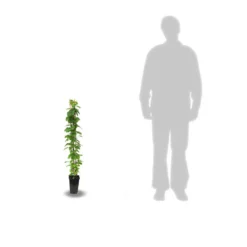 Clématite Viticella Pink Mink®/pot De 3l - Echelle Bambou 60/120 Cm -Vert Jolie Soldes Boutique 63f4cf0cdefa07.49974130