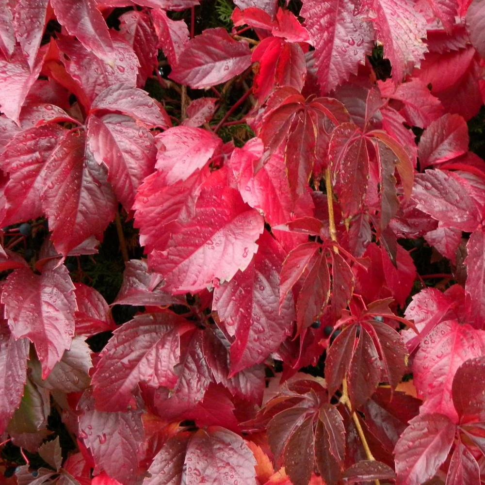 Vigne Vierge Quinquefolia/pot De 1,5l - Tuteur Bambou 30/60 Cm 3 Vigne Vierge Quinquefolia/pot De 1,5l - Tuteur Bambou 30/60 Cm