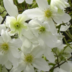 Clématite X Cartmanii Avalanche® 'blavaal'/pot De 3l - Echelle Bambou 60/120 Cm