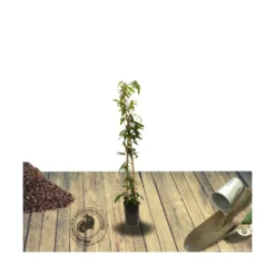 Clématite Armandii Enham Star/pot De 3l - Echelle Bambou 60/120 Cm -Vert Jolie Soldes Boutique 63f4cf57d6a260.15793300