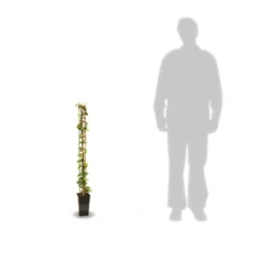 Jasmin étoilé Jasminoïdes/pot De 3l - Echelle Bambou 60/120 Cm 7 Jasmin étoilé Jasminoïdes/pot De 3l - Echelle Bambou 60/120 Cm -Vert Jolie Soldes Boutique 63f4cf639b70b1.42780413