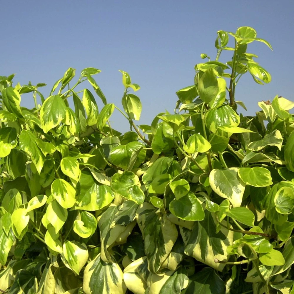 Lierre Des Colchide Colchica Dentata Variegata/pot De 3l - Echelle Bambou 60/120 Cm 3 Lierre Des Colchide Colchica Dentata Variegata/pot De 3l - Echelle Bambou 60/120 Cm