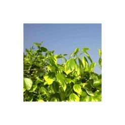 Lierre Des Colchide Colchica Dentata Variegata/pot De 3l - Echelle Bambou 60/120 Cm 9 Lierre Des Colchide Colchica Dentata Variegata/pot De 3l - Echelle Bambou 60/120 Cm -Vert Jolie Soldes Boutique 63f4cfeaeaa613.37860565