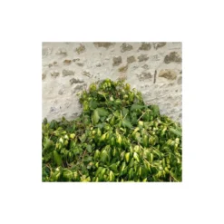 Lierre Des Colchide Colchica Dentata Variegata/pot De 3l - Echelle Bambou 60/120 Cm 8 Lierre Des Colchide Colchica Dentata Variegata/pot De 3l - Echelle Bambou 60/120 Cm -Vert Jolie Soldes Boutique 63f4cfeaedea79.37613932
