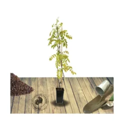 Glycine De Chine Sinensis/pot De 3l - Echelle Bambou 60/120 Cm -Vert Jolie Soldes Boutique 63f4d035d564f8.67567216