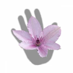 Clématite Hagley Hybrid/pot De 3l - Echelle Bambou 60/120 Cm -Vert Jolie Soldes Boutique 63f4d042424208.54318118