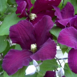 Clématite Warsaw Nike/pot De 1,5l