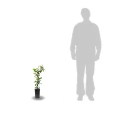 Clématite Integrifolia Inspiration® 'zoin'/pot De 1,5l - Tuteur Bambou 30/60 Cm -Vert Jolie Soldes Boutique 63f4d0935a45c6.56904883