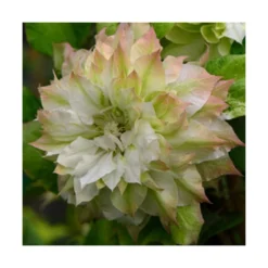 Clématite Sen No Kaze/pot De 1,5l - Tuteur Bambou 30/60 Cm -Vert Jolie Soldes Boutique 63f4d0b062de82.57315174