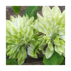 Clématite Sen No Kaze/pot De 1,5l - Tuteur Bambou 30/60 Cm -Vert Jolie Soldes Boutique 63f4d0b066b099.53417695