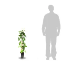 Vigne Vierge Quinquefolia Red Wall® 'troki'/pot De 3l - Echelle Bambou 60/120 Cm -Vert Jolie Soldes Boutique 63f4d6611db854.28484356