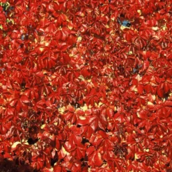 Vigne Vierge Quinquefolia Red Wall® 'troki'/pot De 3l - Echelle Bambou 60/120 Cm