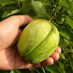 Arauja Sericofera Rosea/pot De 1,5l - Tuteur Bambou 30/60 Cm -Vert Jolie Soldes Boutique 63f4d74f476575.30418710