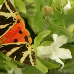 Arauja Sericofera Alba/pot De 1,5l - 20/50 Cm -Vert Jolie Soldes Boutique 63f4d751d73372.03628653