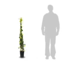 Bignone Capreolata Tangerine Beauty/pot De 1,5l - Tuteur Bambou 30/60 Cm -Vert Jolie Soldes Boutique 63f4d7d68f4224.31305278