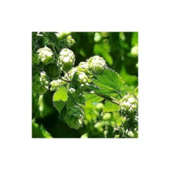 Houblon Doré Aureus/pot De 1,5l - 10/20 Cm -Vert Jolie Soldes Boutique 63f4d7d9321459.56238325