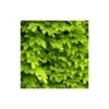 Houblon Doré Aureus/pot De 1,5l - 10/20 Cm -Vert Jolie Soldes Boutique 63f4d7d935d343.34205807