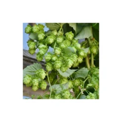 Houblon Doré Aureus/pot De 1,5l - 10/20 Cm -Vert Jolie Soldes Boutique 63f4d7d93d73e1.38988040