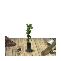 Chèvrefeuille Similis Var. Delavayi/pot De 10l - 400/500 Cm Sur Ficelle -Vert Jolie Soldes Boutique 63f4d7dab60624.65218314