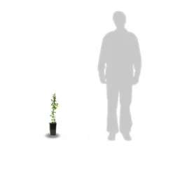 Chèvrefeuille Similis Var. Delavayi/pot De 10l - 400/500 Cm Sur Ficelle -Vert Jolie Soldes Boutique 63f4d7dac32f80.07168780