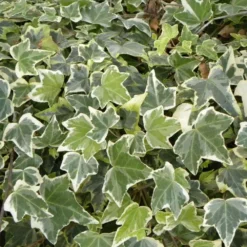 Lierre Des Bois Helix Glacier/pot De 7,5l - 100/150 Cm