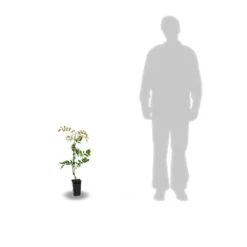 Glycine De Chine Sinensis/pot De 2l - 60 Cm -Vert Jolie Soldes Boutique 63f4d7e58ff340.86883666