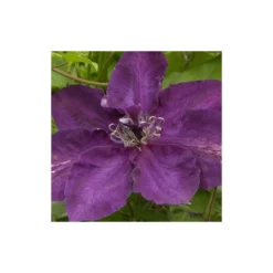 Clématite Amethyst Beauty™ 'evipo043'/pot De 1,5l - Tuteur Bambou 30/60 Cm -Vert Jolie Soldes Boutique 63f4d7e6f3d699.74381995